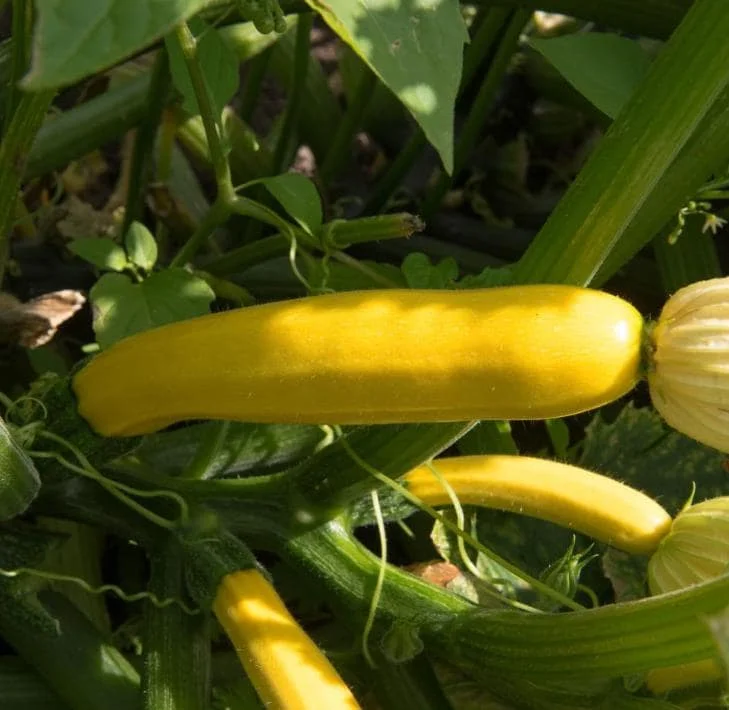 2 Yellow Squash Live Plants – 4-6 Inch Tall Summer Squash Seedlings in 4 Inch Pots – Outdoor Garden Ready 2 Yellow Squash Live Plants – 4-6 Inch Tall Summer Squash Seedlings in 4 Inch Pots – Outdoor Garden Ready - Image 4