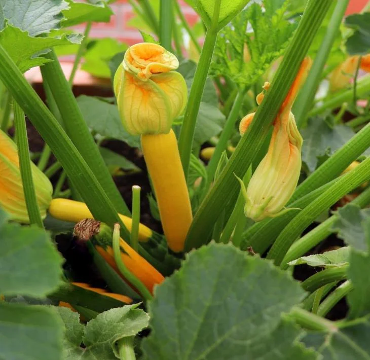 2 Yellow Squash Live Plants – 4-6 Inch Tall Summer Squash Seedlings in 4 Inch Pots – Outdoor Garden Ready 2 Yellow Squash Live Plants – 4-6 Inch Tall Summer Squash Seedlings in 4 Inch Pots – Outdoor Garden Ready - Image 5