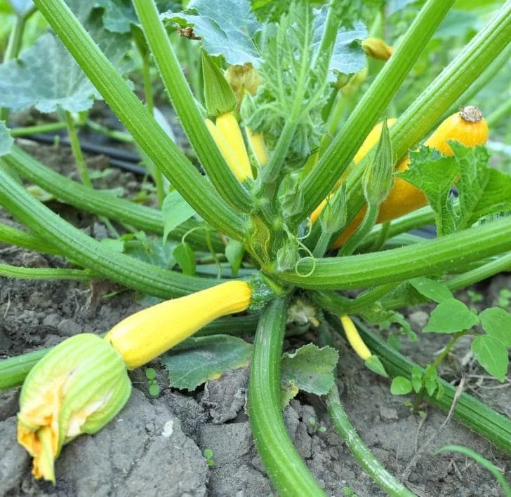 2 Yellow Squash Live Plants – 4-6 Inch Tall Summer Squash Seedlings in 4 Inch Pots – Outdoor Garden Ready 2 Yellow Squash Live Plants – 4-6 Inch Tall Summer Squash Seedlings in 4 Inch Pots – Outdoor Garden Ready - Image 6