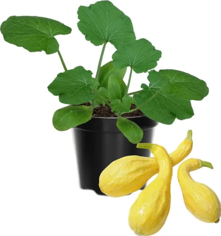 2 Yellow Squash Live Plants – 4-6 Inch Tall Summer Squash Seedlings in 4 Inch Pots – Outdoor Garden Ready 2 Yellow Squash Live Plants – 4-6 Inch Tall Summer Squash Seedlings in 4 Inch Pots – Outdoor Garden Ready - Image 7