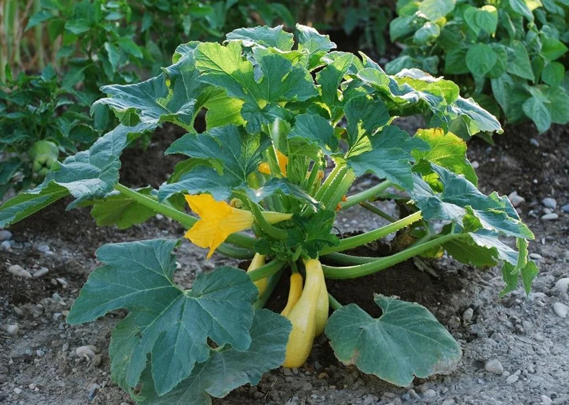 2 Yellow Squash Live Plants – 4-6 Inch Tall Summer Squash Seedlings in 4 Inch Pots – Outdoor Garden Ready 2 Yellow Squash Live Plants – 4-6 Inch Tall Summer Squash Seedlings in 4 Inch Pots – Outdoor Garden Ready - Image 8