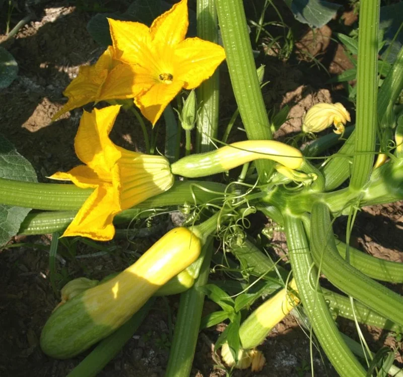 2 Yellow Squash Live Plants – 4-6 Inch Tall Summer Squash Seedlings in 4 Inch Pots – Outdoor Garden Ready 2 Yellow Squash Live Plants – 4-6 Inch Tall Summer Squash Seedlings in 4 Inch Pots – Outdoor Garden Ready - Image 9