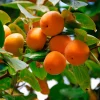 20 American Persimmon Tree Seeds - Diospyros Virginiana, Native Fruit Tree - Image 1