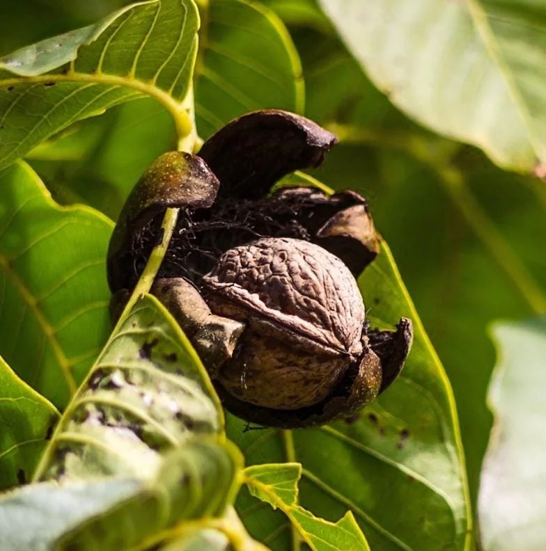 20 Black Walnut Tree Seeds for Planting - Edible Heirloom Nuts - Image 2