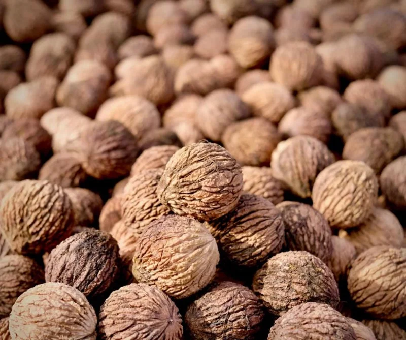 20 Black Walnut Tree Seeds for Planting - Edible Heirloom Nuts - Image 1