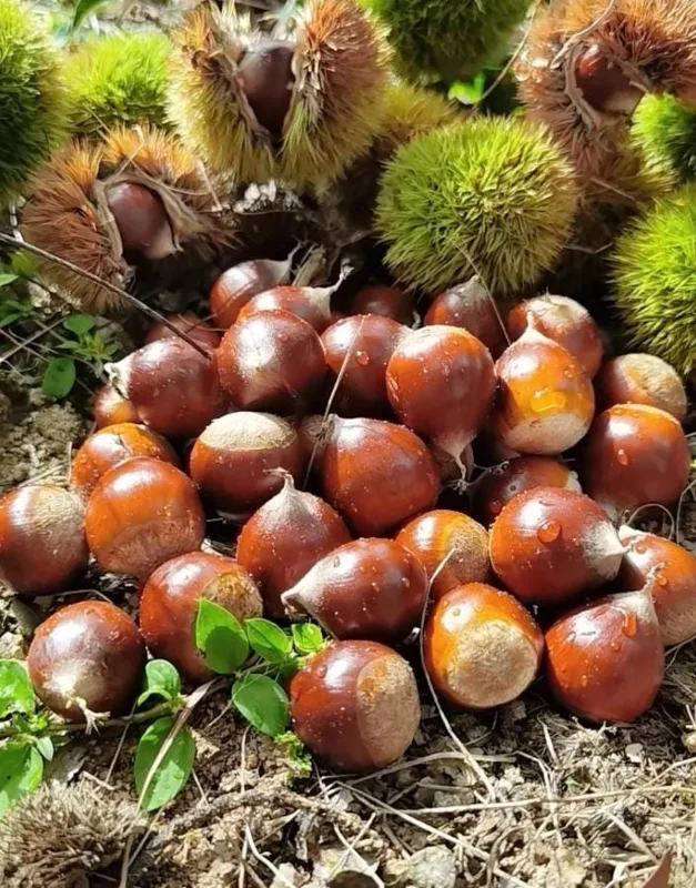 20 Dunstan American Chestnut Tree Seeds - Hardy, Fast-Growing, Productive 20 Dunstan American Chestnut Tree Seeds - Hardy, Fast-Growing, Productive - Image 10