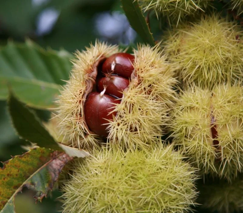 20 Dunstan American Chestnut Tree Seeds - Hardy, Fast-Growing, Productive - Image 2