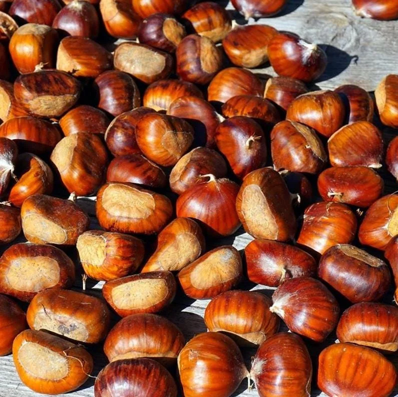 20 Dunstan American Chestnut Tree Seeds - Hardy, Fast-Growing, Productive 20 Dunstan American Chestnut Tree Seeds - Hardy, Fast-Growing, Productive - Image 4