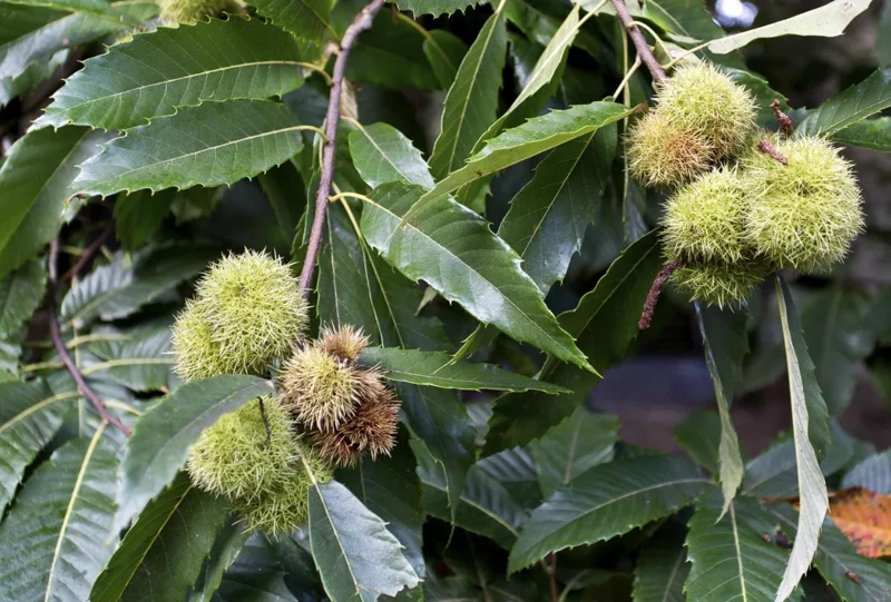 20 Dunstan American Chestnut Tree Seeds - Hardy, Fast-Growing, Productive 20 Dunstan American Chestnut Tree Seeds - Hardy, Fast-Growing, Productive - Image 5
