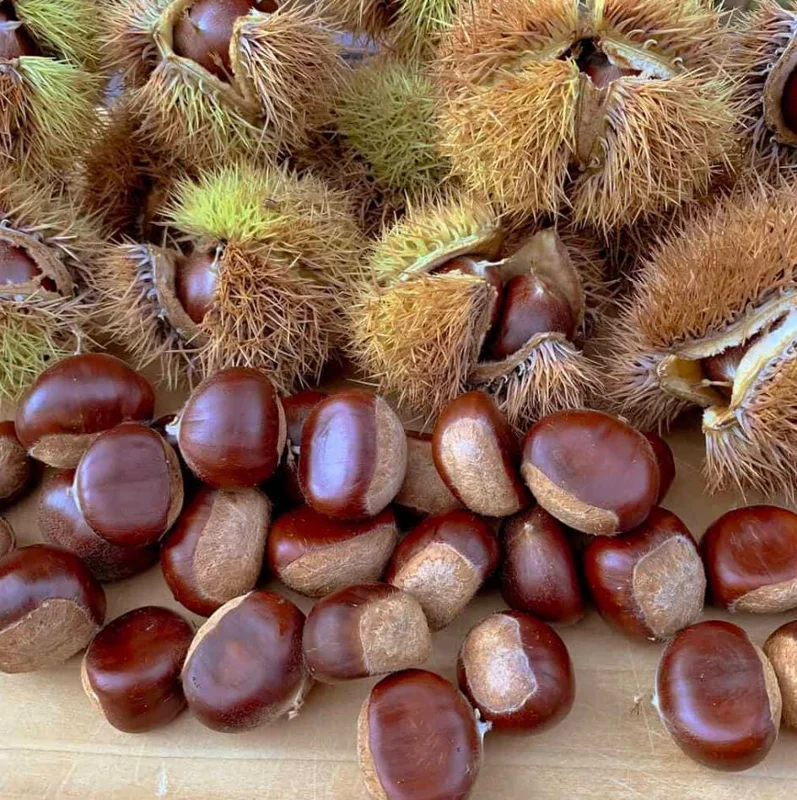 20 Dunstan American Chestnut Tree Seeds - Hardy, Fast-Growing, Productive - Image 1