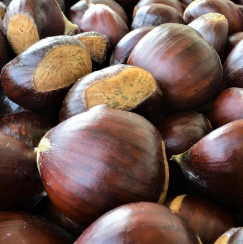 20 Dunstan American Chestnut Tree Seeds - Hardy, Fast-Growing, Productive 20 Dunstan American Chestnut Tree Seeds - Hardy, Fast-Growing, Productive - Image 7