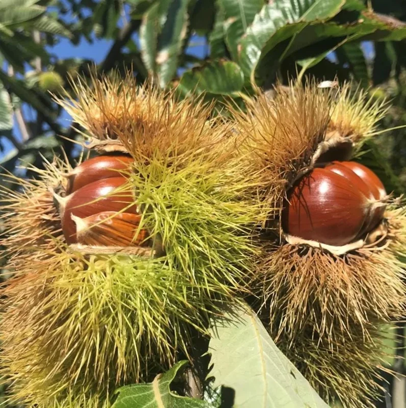 20 Dunstan American Chestnut Tree Seeds - Hardy, Fast-Growing, Productive 20 Dunstan American Chestnut Tree Seeds - Hardy, Fast-Growing, Productive - Image 8