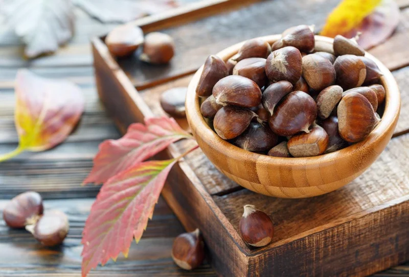 20 Dunstan American Chestnut Tree Seeds - Hardy, Fast-Growing, Productive 20 Dunstan American Chestnut Tree Seeds - Hardy, Fast-Growing, Productive - Image 9