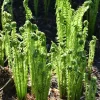 20 Ostrich Fern Rhizomes - Hardy Perennial Fern for Shady Gardens - Image 1