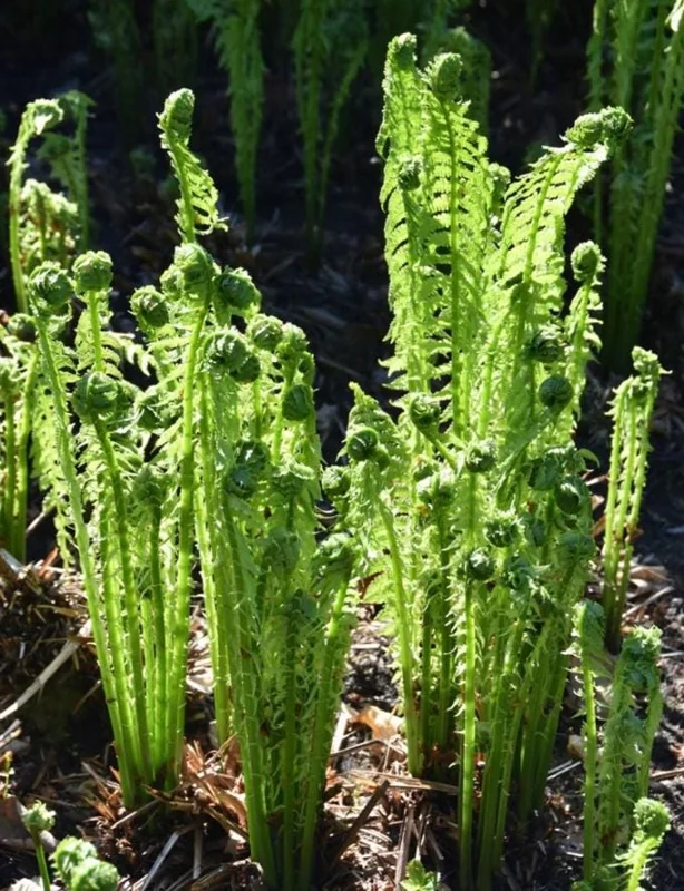20 Ostrich Fern Rhizomes - Hardy Perennial Fern for Shady Gardens - Image 1