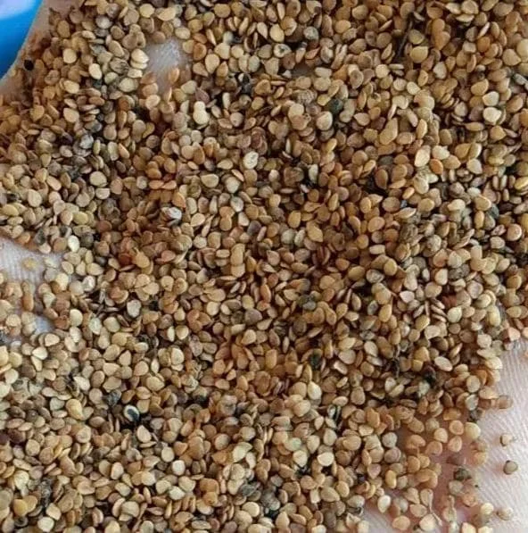 200 Black Nightshade Hierba Mora Seeds - Solanum Nigrum Heirloom Seeds for Planting 200 Black Nightshade Hierba Mora Seeds - Solanum Nigrum Heirloom Seeds for Planting - Image 2