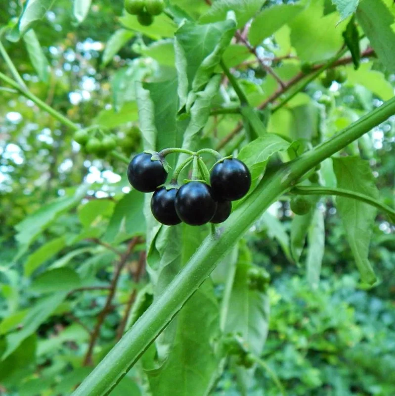 200 Black Nightshade Hierba Mora Seeds - Solanum Nigrum Heirloom Seeds for Planting 200 Black Nightshade Hierba Mora Seeds - Solanum Nigrum Heirloom Seeds for Planting - Image 3