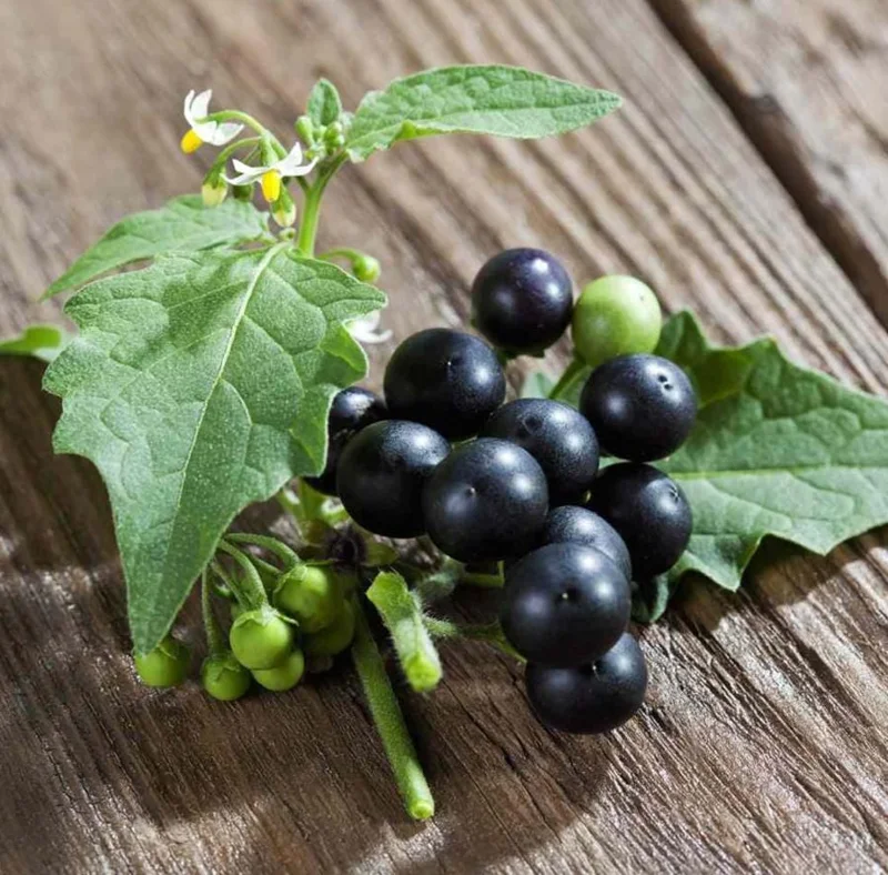 200 Black Nightshade Hierba Mora Seeds - Solanum Nigrum Heirloom Seeds for Planting 200 Black Nightshade Hierba Mora Seeds - Solanum Nigrum Heirloom Seeds for Planting - Image 4