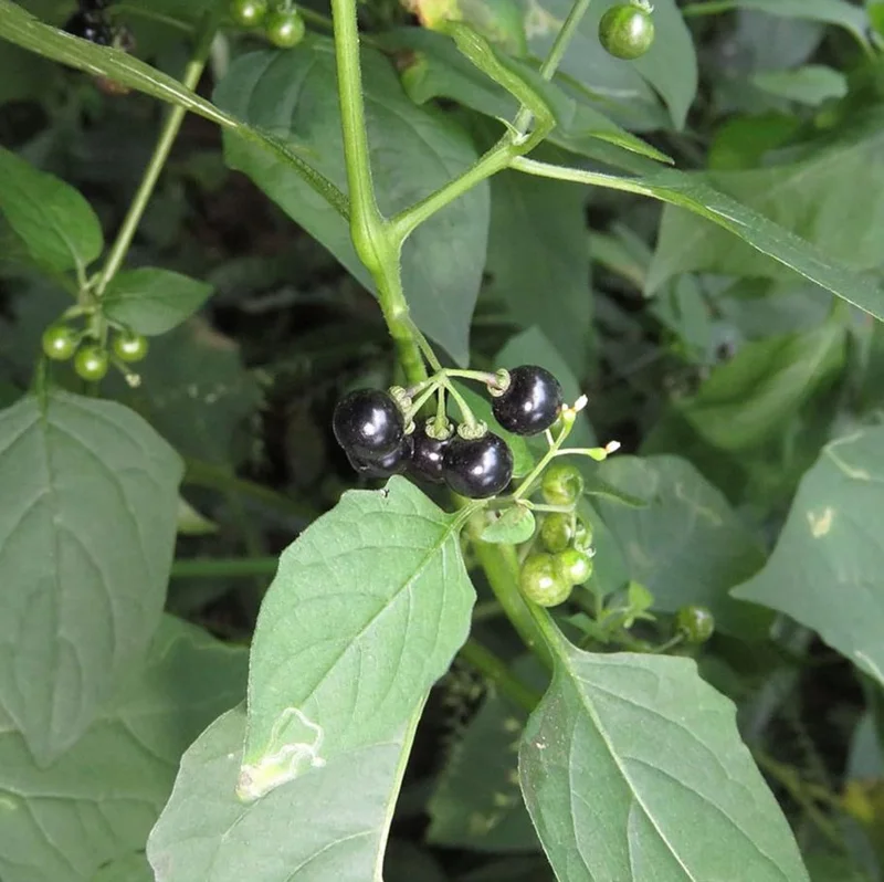 200 Black Nightshade Hierba Mora Seeds - Solanum Nigrum Heirloom Seeds for Planting 200 Black Nightshade Hierba Mora Seeds - Solanum Nigrum Heirloom Seeds for Planting - Image 5