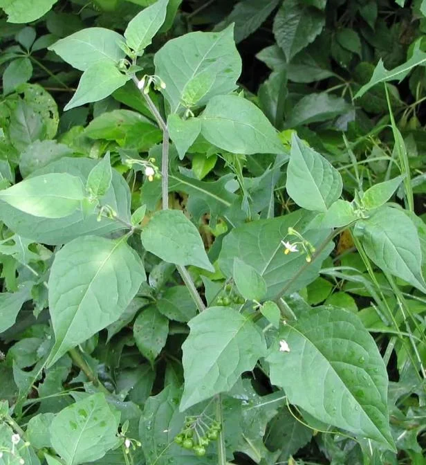 200 Black Nightshade Hierba Mora Seeds - Solanum Nigrum Heirloom Seeds for Planting 200 Black Nightshade Hierba Mora Seeds - Solanum Nigrum Heirloom Seeds for Planting - Image 7