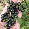 200 Black Nightshade Hierba Mora Seeds - Solanum Nigrum Heirloom Seeds for Planting - Image 1