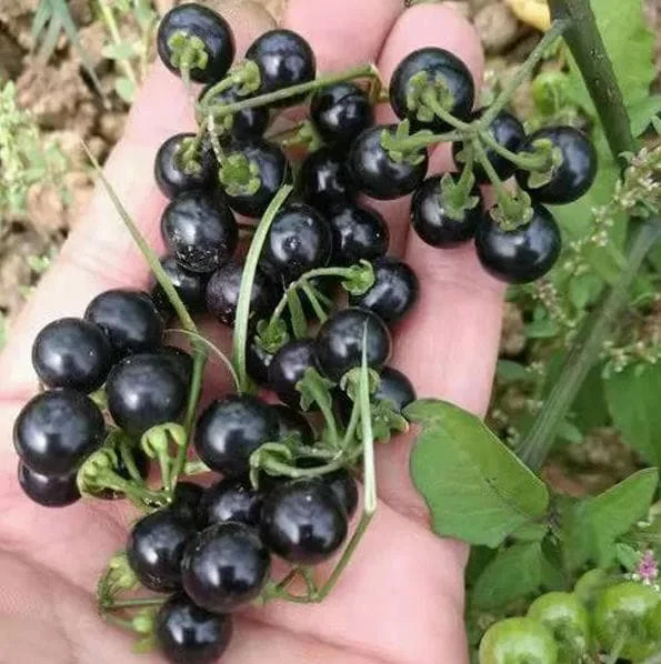 200 Black Nightshade Hierba Mora Seeds - Solanum Nigrum Heirloom Seeds for Planting 200 Black Nightshade Hierba Mora Seeds - Solanum Nigrum Heirloom Seeds for Planting - Image 1