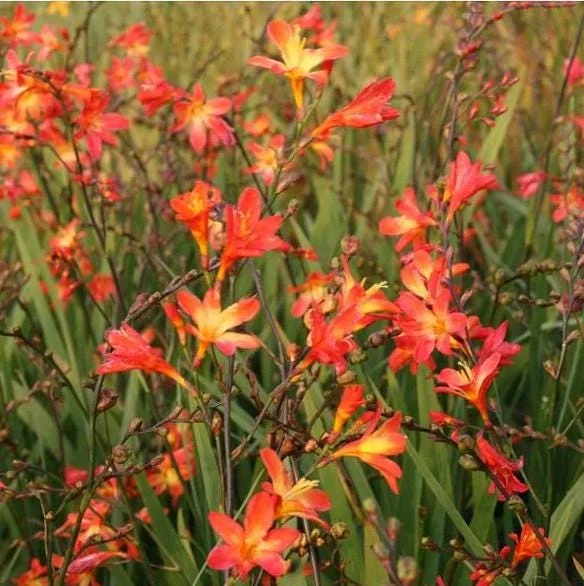 25 Carmine Brilliant Crocosmia Bulbs - Red Montbretia Tuber Hardy Flowers Outdoor 25 Carmine Brilliant Crocosmia Bulbs - Red Montbretia Tuber Hardy Flowers Outdoor - Image 5