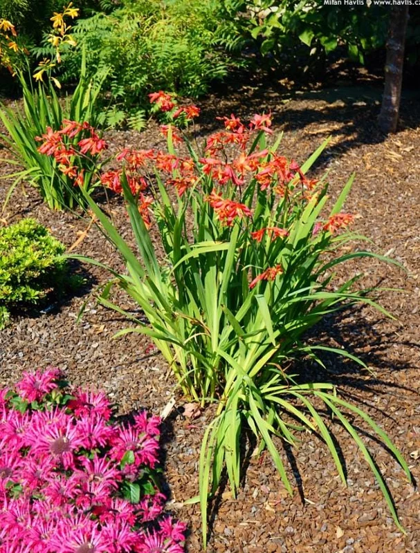25 Carmine Brilliant Crocosmia Bulbs - Red Montbretia Tuber Hardy Flowers Outdoor 25 Carmine Brilliant Crocosmia Bulbs - Red Montbretia Tuber Hardy Flowers Outdoor - Image 7