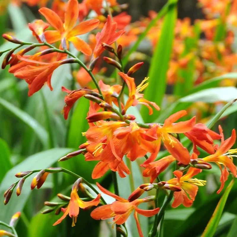 25 Carmine Brilliant Crocosmia Bulbs - Red Montbretia Tuber Hardy Flowers Outdoor 25 Carmine Brilliant Crocosmia Bulbs - Red Montbretia Tuber Hardy Flowers Outdoor - Image 8