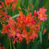 25 Carmine Brilliant Crocosmia Bulbs - Red Montbretia Tuber Hardy Flowers Outdoor - Image 1