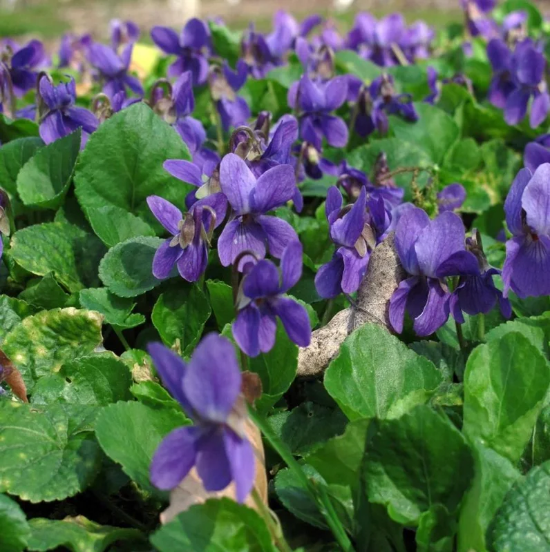 25 Common Blue Violet Seeds - Viola sororia (Viola Papilionacea) for Shade - Image 2