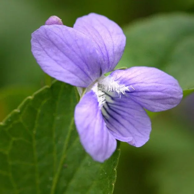 25 Common Blue Violet Seeds - Viola sororia (Viola Papilionacea) for Shade 25 Common Blue Violet Seeds - Viola sororia (Viola Papilionacea) for Shade - Image 3