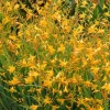 25 Crocosmia George Davison Bulbs - Yellow Montbretia, Hardy Perennial - Image 1