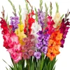 25 Gladioli Rainbow Mix Bulbs 12/14 cm – Large Flowering Summer Blooms Outdoor 25 Gladioli Rainbow Mix Bulbs 12/14 cm – Large Flowering Summer Blooms Outdoor - Image 1