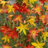 25 Mixed Color Crocosmia Bulbs for Planting - Montbretia Tuber Hardy Flowers Outdoor 25 Mixed Color Crocosmia Bulbs for Planting - Montbretia Tuber Hardy Flowers Outdoor - Image 1