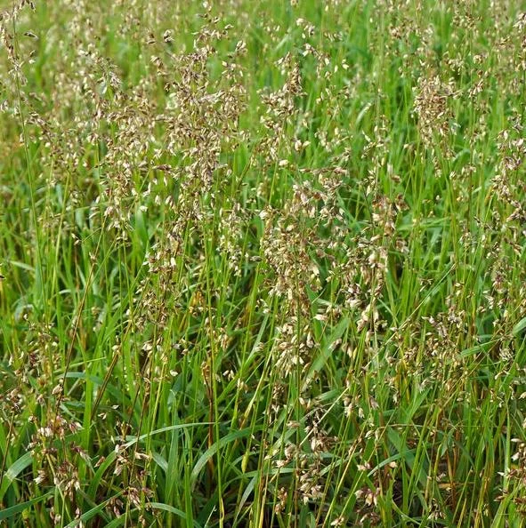 25 Sweet Grass Seeds - Hierochloe Odorata Cool-Season Perennial Grass Seeds for Planting - Image 2