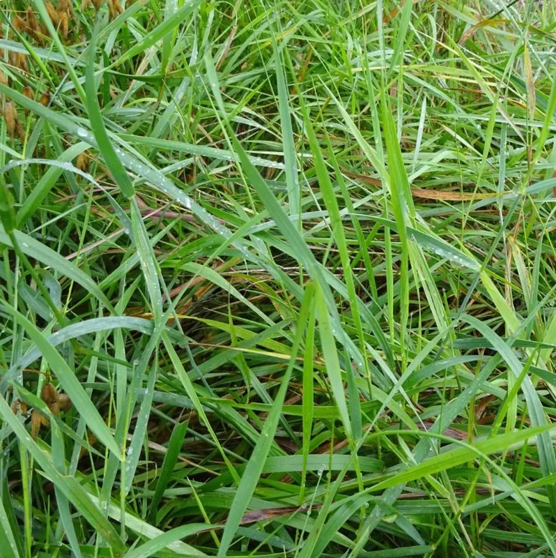 25 Sweet Grass Seeds - Hierochloe Odorata Cool-Season Perennial Grass Seeds for Planting 25 Sweet Grass Seeds - Hierochloe Odorata Cool-Season Perennial Grass Seeds for Planting - Image 4