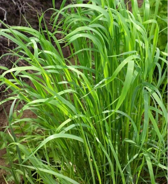 25 Sweet Grass Seeds - Hierochloe Odorata Cool-Season Perennial Grass Seeds for Planting 25 Sweet Grass Seeds - Hierochloe Odorata Cool-Season Perennial Grass Seeds for Planting - Image 5