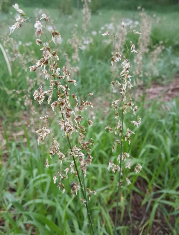 25 Sweet Grass Seeds - Hierochloe Odorata Cool-Season Perennial Grass Seeds for Planting 25 Sweet Grass Seeds - Hierochloe Odorata Cool-Season Perennial Grass Seeds for Planting - Image 6