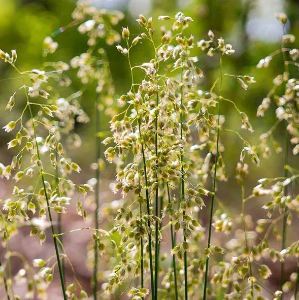 25 Sweet Grass Seeds - Hierochloe Odorata Cool-Season Perennial Grass Seeds for Planting 25 Sweet Grass Seeds - Hierochloe Odorata Cool-Season Perennial Grass Seeds for Planting - Image 7