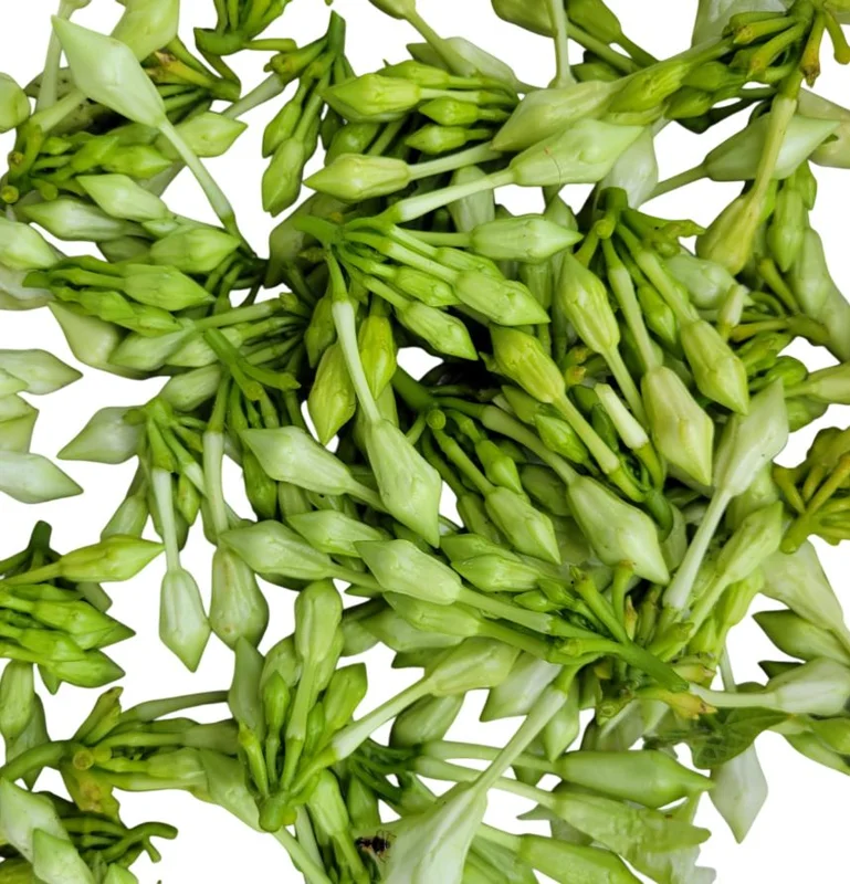 25 White Loroco Flower Seeds - Climbing Edible Vegetable - Rare Plant - Image 2