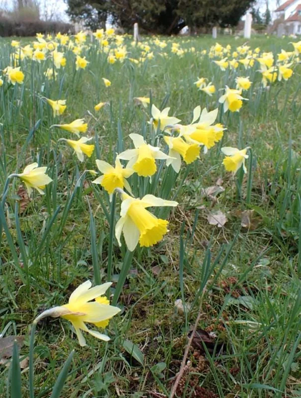 25 Wild Daffodil Bulbs - Narcissus Lent Lily Yellow Flowers - Outdoor Garden 25 Wild Daffodil Bulbs - Narcissus Lent Lily Yellow Flowers - Outdoor Garden - Image 2