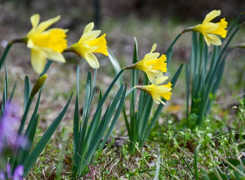 25 Wild Daffodil Bulbs - Narcissus Lent Lily Yellow Flowers - Outdoor Garden 25 Wild Daffodil Bulbs - Narcissus Lent Lily Yellow Flowers - Outdoor Garden - Image 3