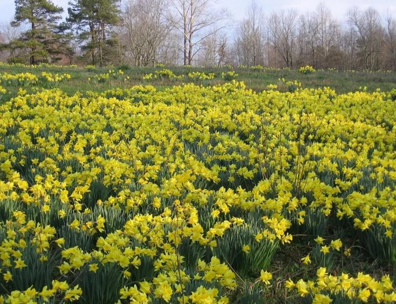 25 Wild Daffodil Bulbs - Narcissus Lent Lily Yellow Flowers - Outdoor Garden 25 Wild Daffodil Bulbs - Narcissus Lent Lily Yellow Flowers - Outdoor Garden - Image 4