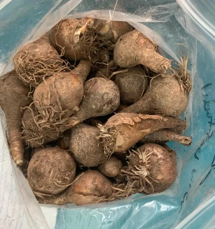 25 Wild Daffodil Bulbs - Narcissus Lent Lily Yellow Flowers - Outdoor Garden 25 Wild Daffodil Bulbs - Narcissus Lent Lily Yellow Flowers - Outdoor Garden - Image 5