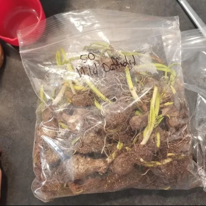 25 Wild Daffodil Bulbs - Narcissus Lent Lily Yellow Flowers - Outdoor Garden 25 Wild Daffodil Bulbs - Narcissus Lent Lily Yellow Flowers - Outdoor Garden - Image 6