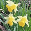 25 Wild Daffodil Bulbs - Narcissus Lent Lily Yellow Flowers - Outdoor Garden 25 Wild Daffodil Bulbs - Narcissus Lent Lily Yellow Flowers - Outdoor Garden - Image 1