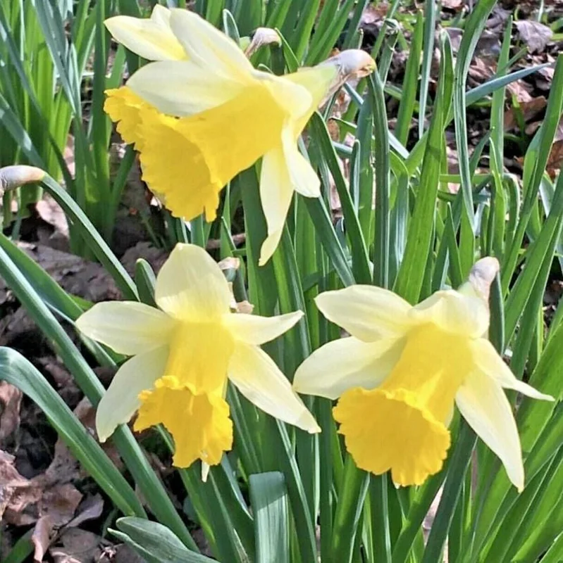 25 Wild Daffodil Bulbs - Narcissus Lent Lily Yellow Flowers - Outdoor Garden 25 Wild Daffodil Bulbs - Narcissus Lent Lily Yellow Flowers - Outdoor Garden - Image 1