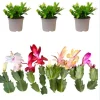 3 Assorted Christmas Cactus Live Plants - 5-7 Inch Tall Holiday Succulents - Image 1
