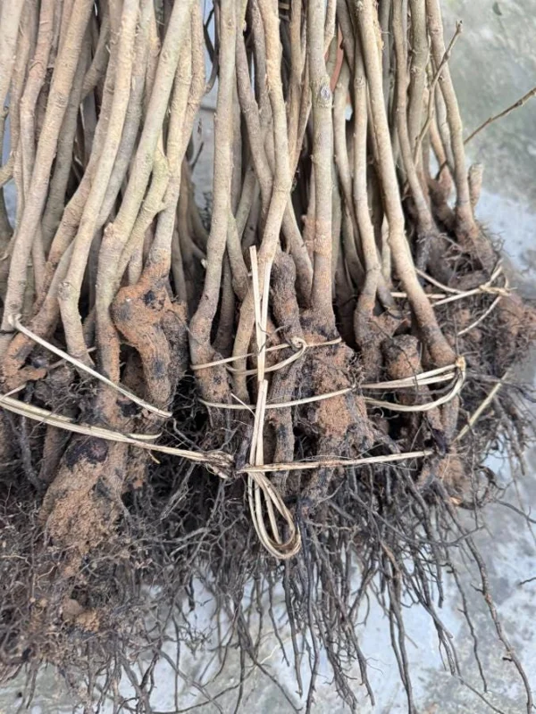 3 Cold Hardy American Plum Tree Live Plant, Prunus Americana, 2-3 Ft Tall, Dormant 3 Cold Hardy American Plum Tree Live Plant, Prunus Americana, 2-3 Ft Tall, Dormant - Image 2